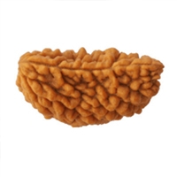 1 Mukhi Rudraksha in Delhi