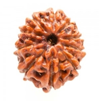 10 Mukhi Rudraksha in Delhi