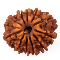 11 Mukhi Rudraksha in Delhi