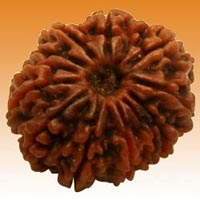 12 Mukhi Rudraksha in Delhi