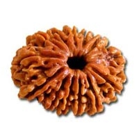 13 Mukhi Rudraksha in Delhi