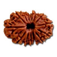 14 Mukhi Rudraksha in Delhi