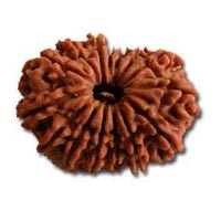 15 Mukhi Rudraksha in Delhi