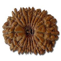 17 Mukhi Rudraksha in Delhi