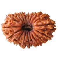 18 Mukhi Rudraksha in Delhi