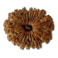 19 Mukhi Rudraksha in Delhi