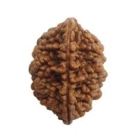 2 Mukhi Rudraksha in Delhi