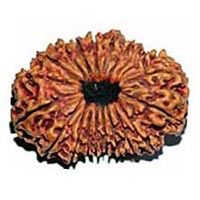 20 Mukhi Rudraksha in Delhi