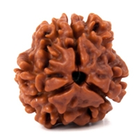 3 Mukhi Rudraksha in Delhi