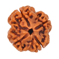 4 Mukhi Rudraksha in Delhi