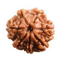 5 Mukhi Rudraksha in Delhi