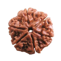 6 Mukhi Rudraksha in Delhi