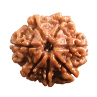 7 Mukhi Rudraksha in Delhi