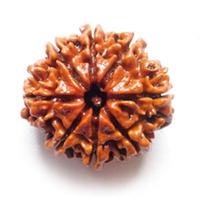 8 Mukhi Rudraksha in Delhi