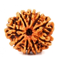 9 Mukhi Rudraksha in Delhi