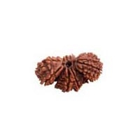 Trijuti Rudraksha in Delhi